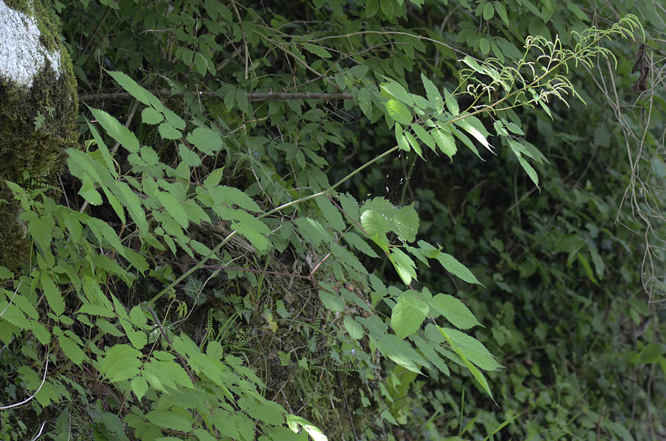 Aruncus dioicus / Barba di capra